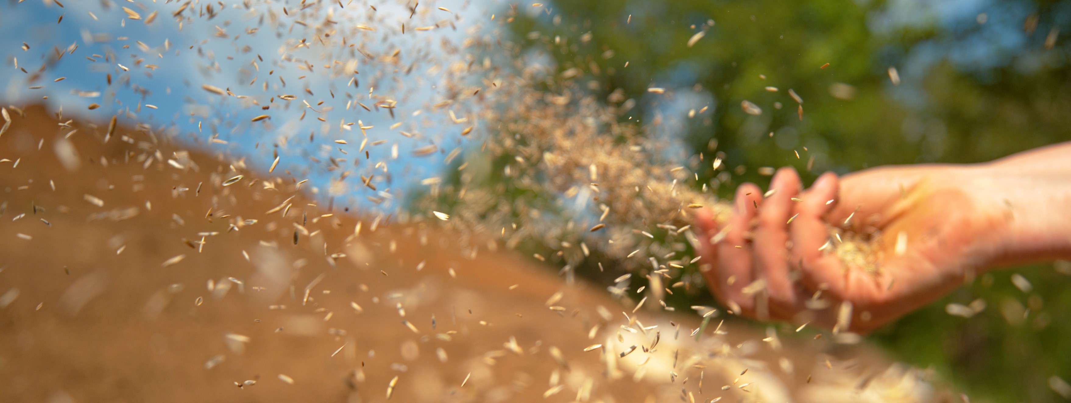 Farmer sowing seed